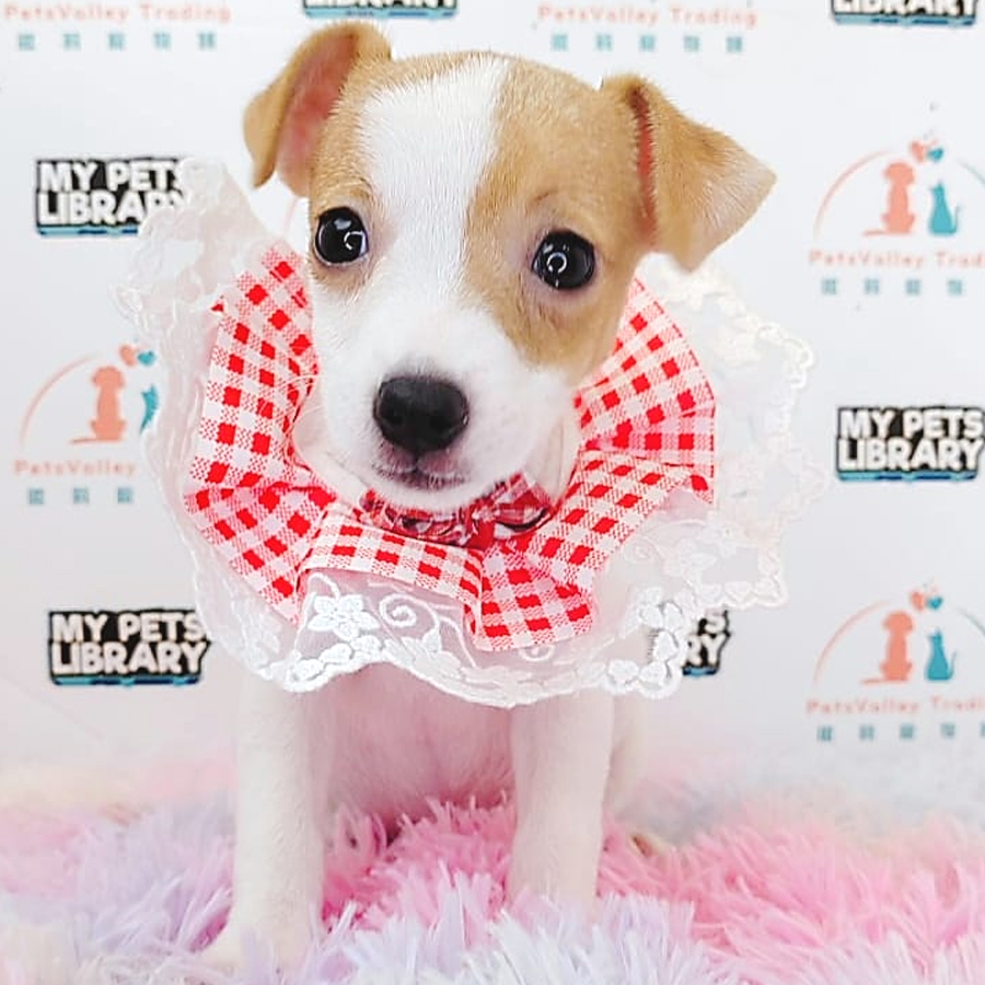 Jack Russell Puppy (Female) For Sale