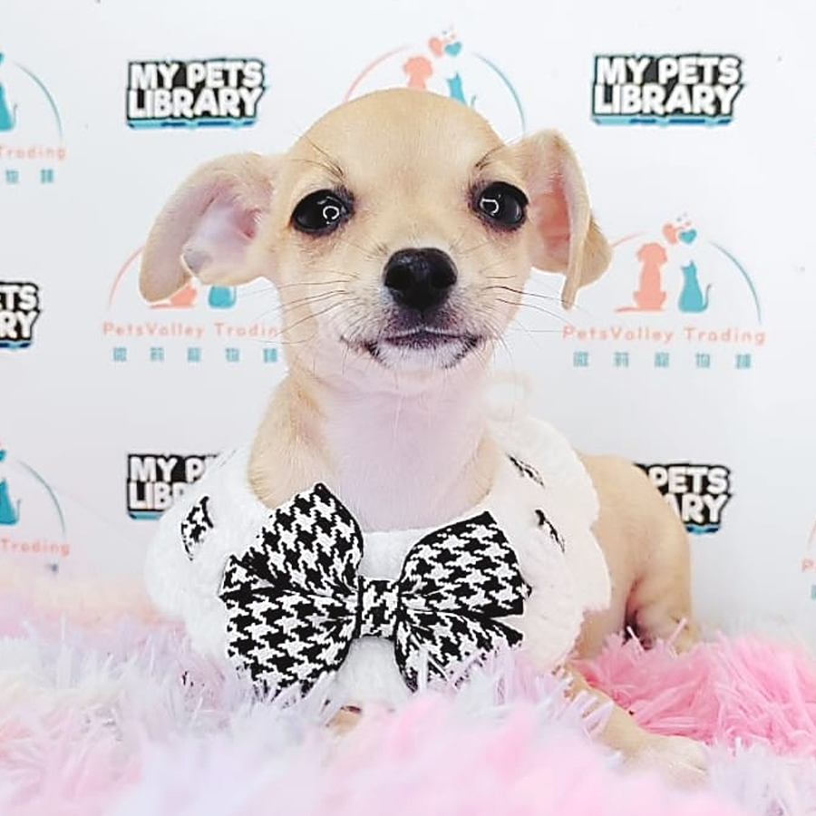 Chihuahua Puppy (Female) For Sale