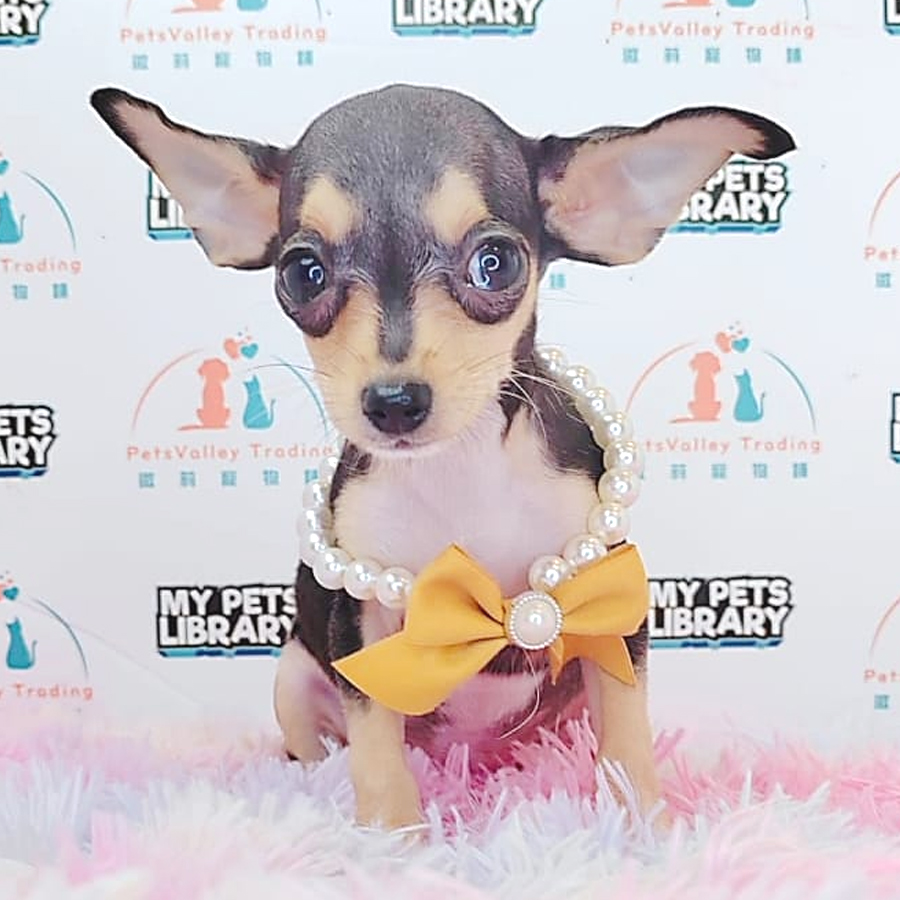 Chihuahua Puppy (Female) For Sale