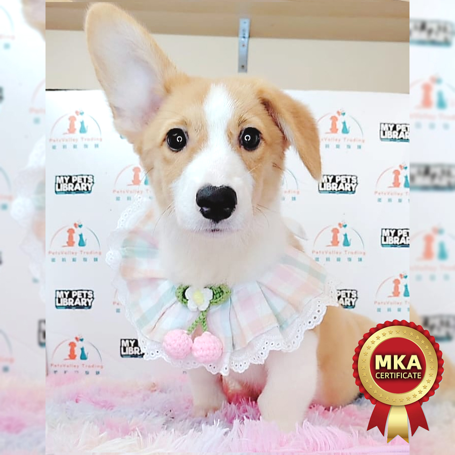 MKA Welsh Corgi Puppy (Female) For Sale