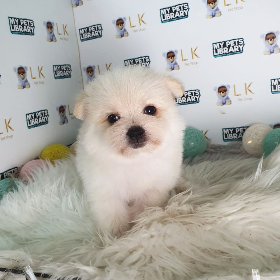 Maltipom Puppy (Female) For Sale