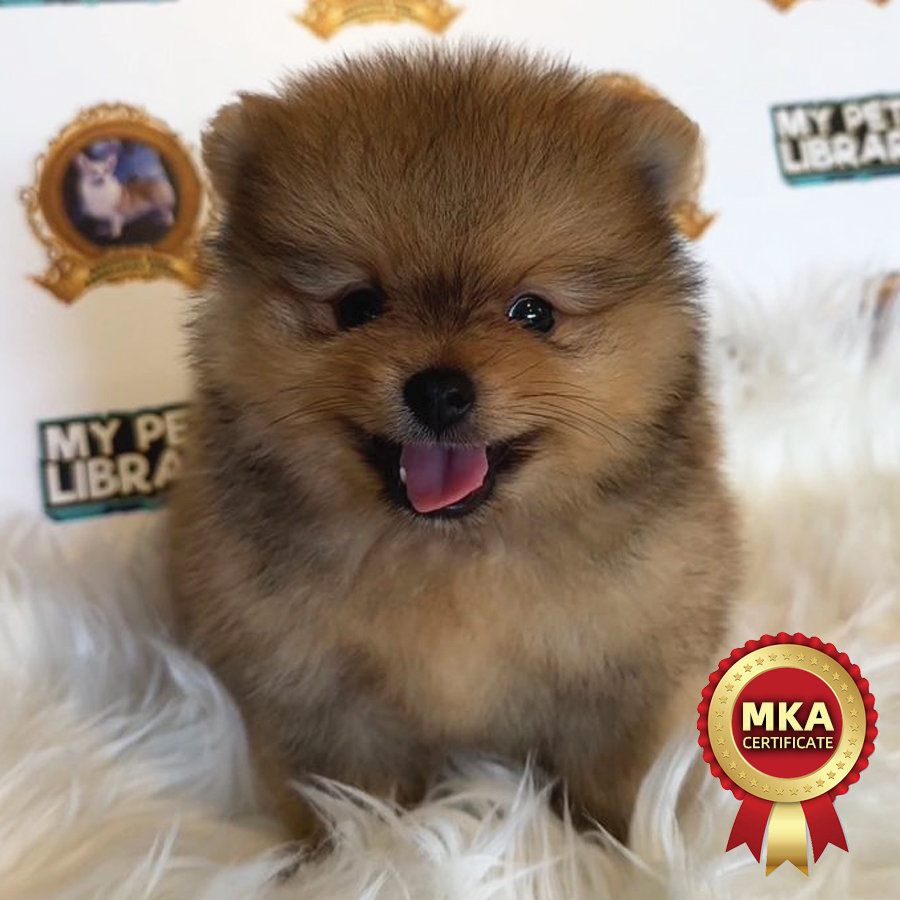 MKA Pomeranian Puppy (Male) For Sale