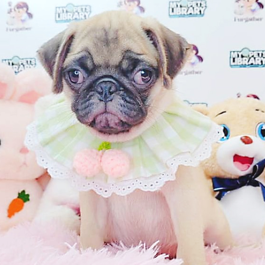 Pug Puppy (Male) For Sale