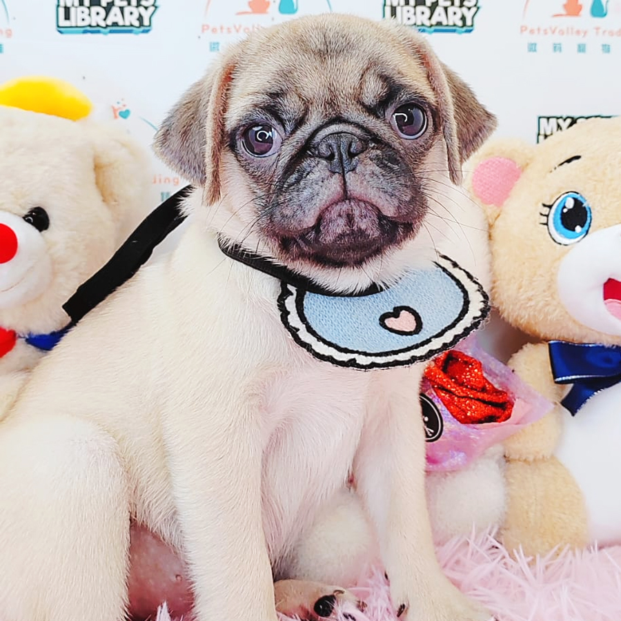 Pug Puppy (Male) For Sale