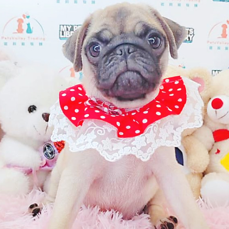 Pug Puppy (Male) For Sale