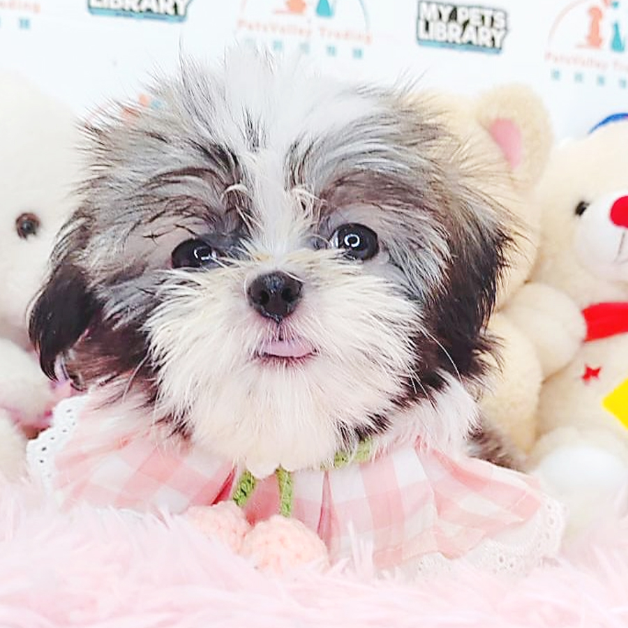 Shih Tzu Puppy (Female) For Sale