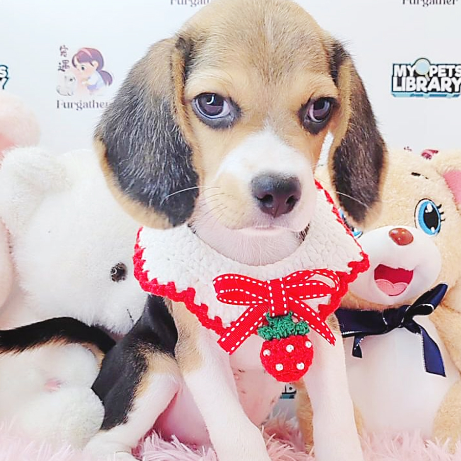 Beagle Puppy (Male) For Sale