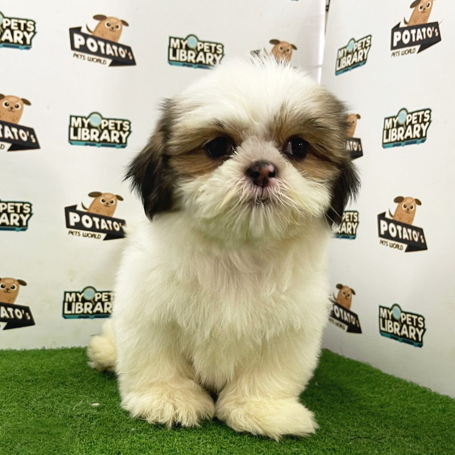 Shih Tzu Puppy (Female) For Sale