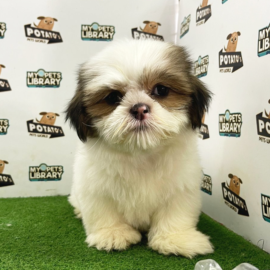 Shih Tzu Puppy (Female) For Sale
