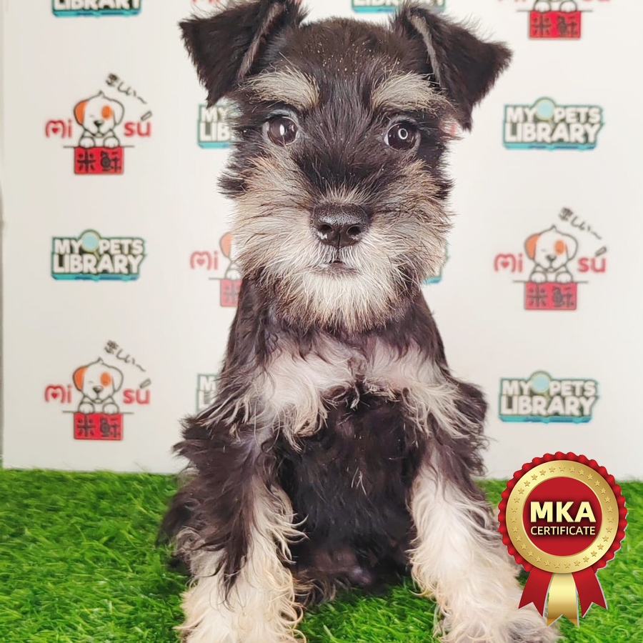 MKA Schnauzer Puppy (Male) For Sale