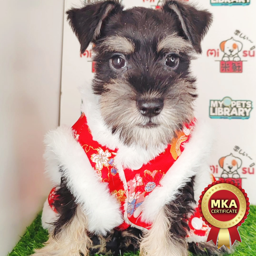 MKA Schnauzer Puppy (Male) For Sale