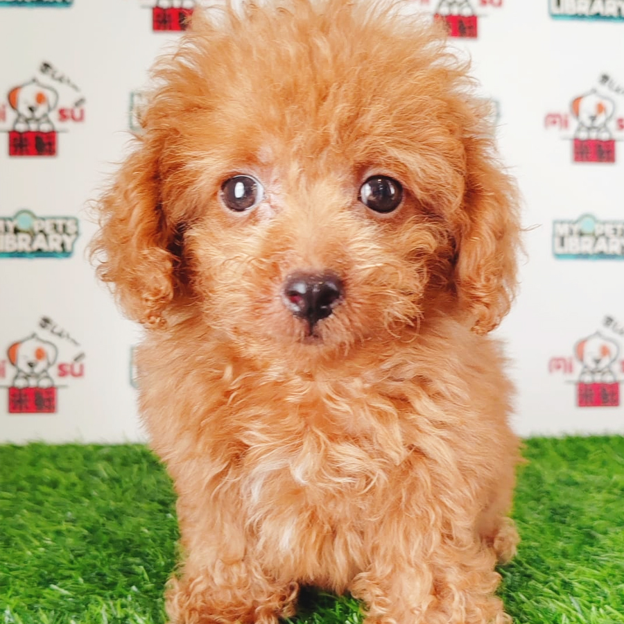 Tiny Poodle Puppy (Male) For Sale
