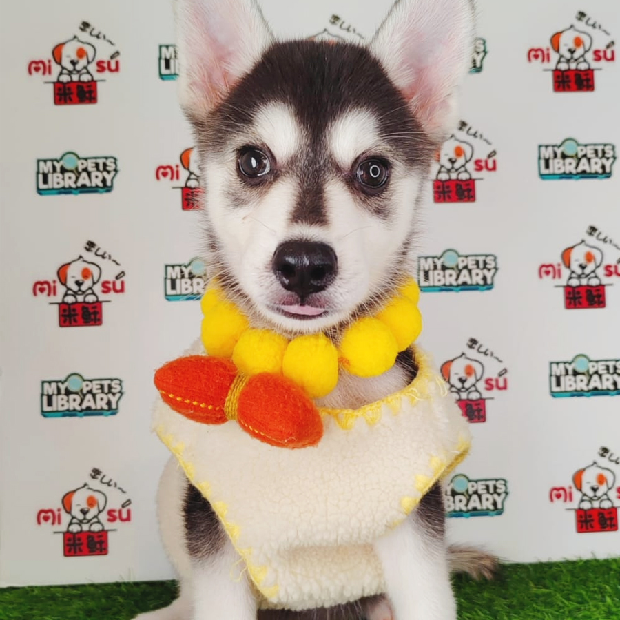 Siberian Husky Puppy (Male) For Sale