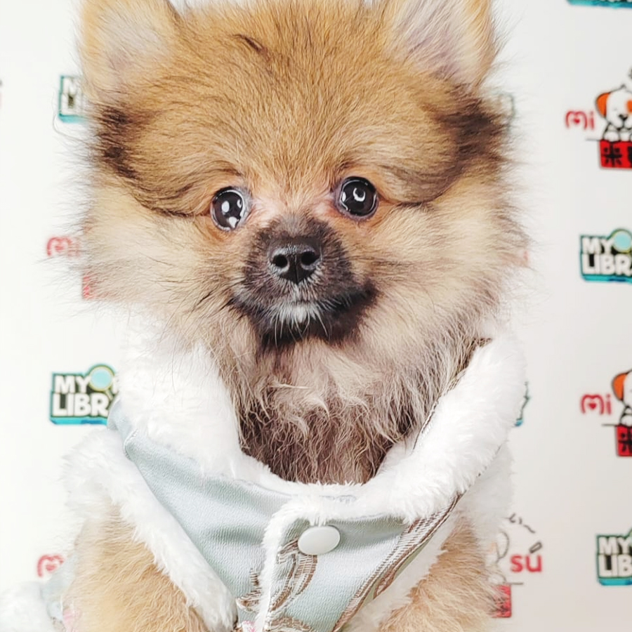 Pomeranian Puppy (Female) For Sale