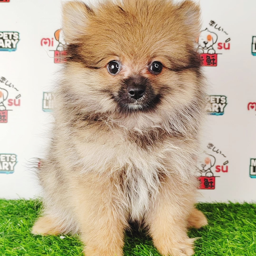 Pomeranian Puppy (Female) For Sale