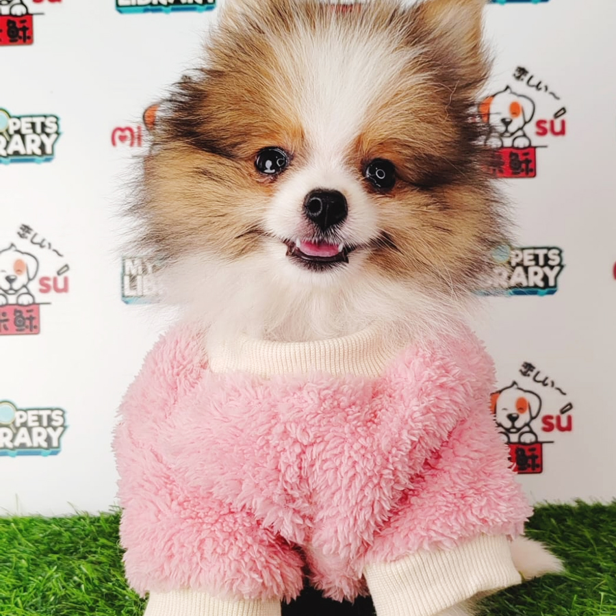 Pomeranian Puppy (Female) For Sale