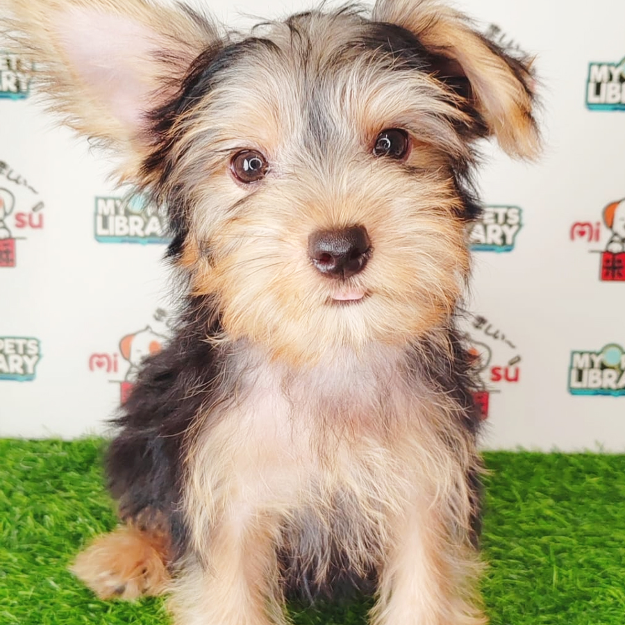 Silky Terrier Puppy (Male) For Sale