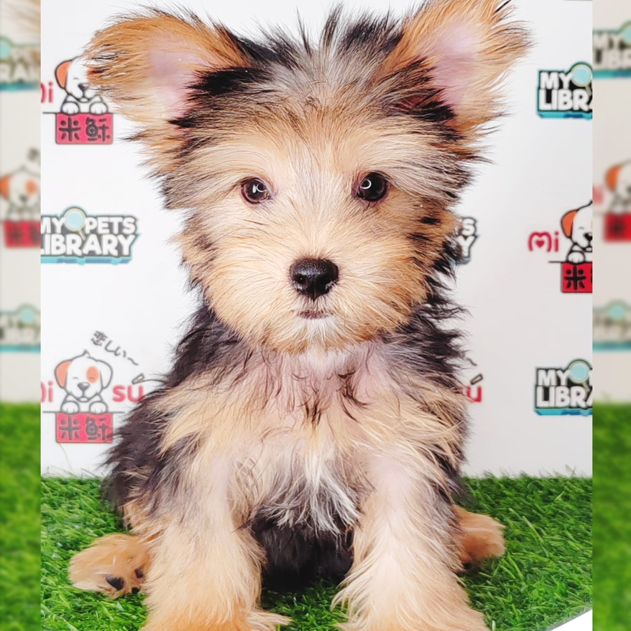 Silky Terrier Puppy (Male) For Sale
