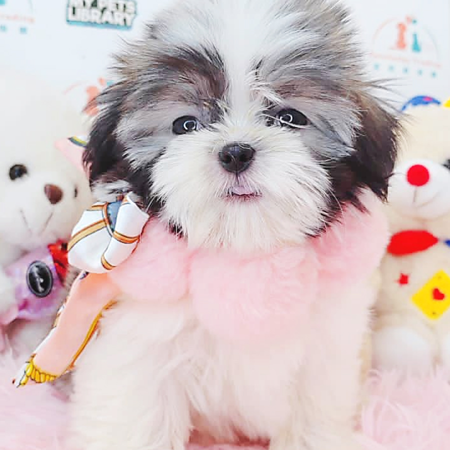 Shih Tzu Puppy (Female) For Sale