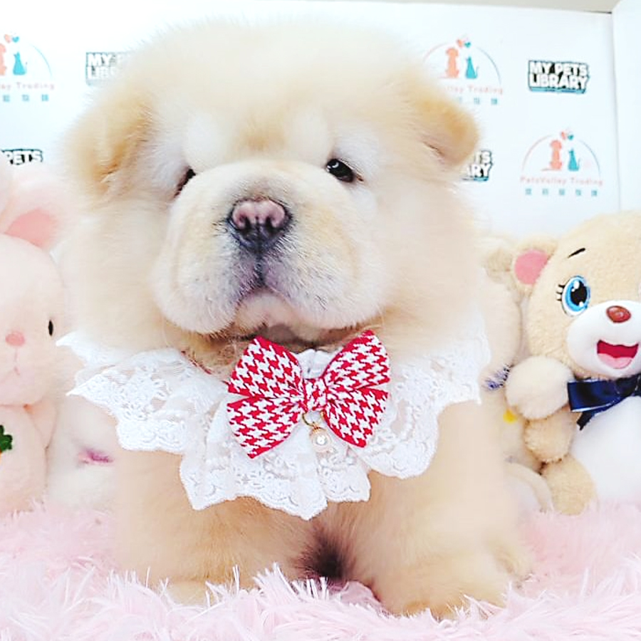 Chow Chow Puppy (Male) For Sale