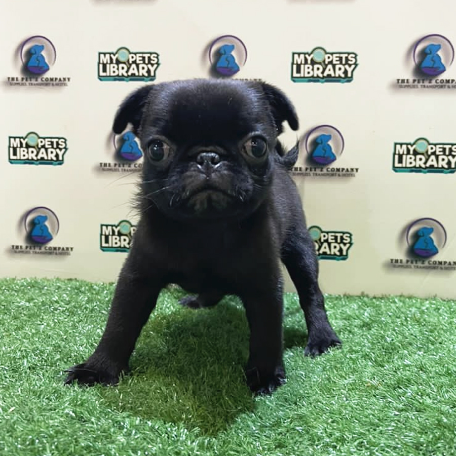 Pug Puppy (Female) For Sale