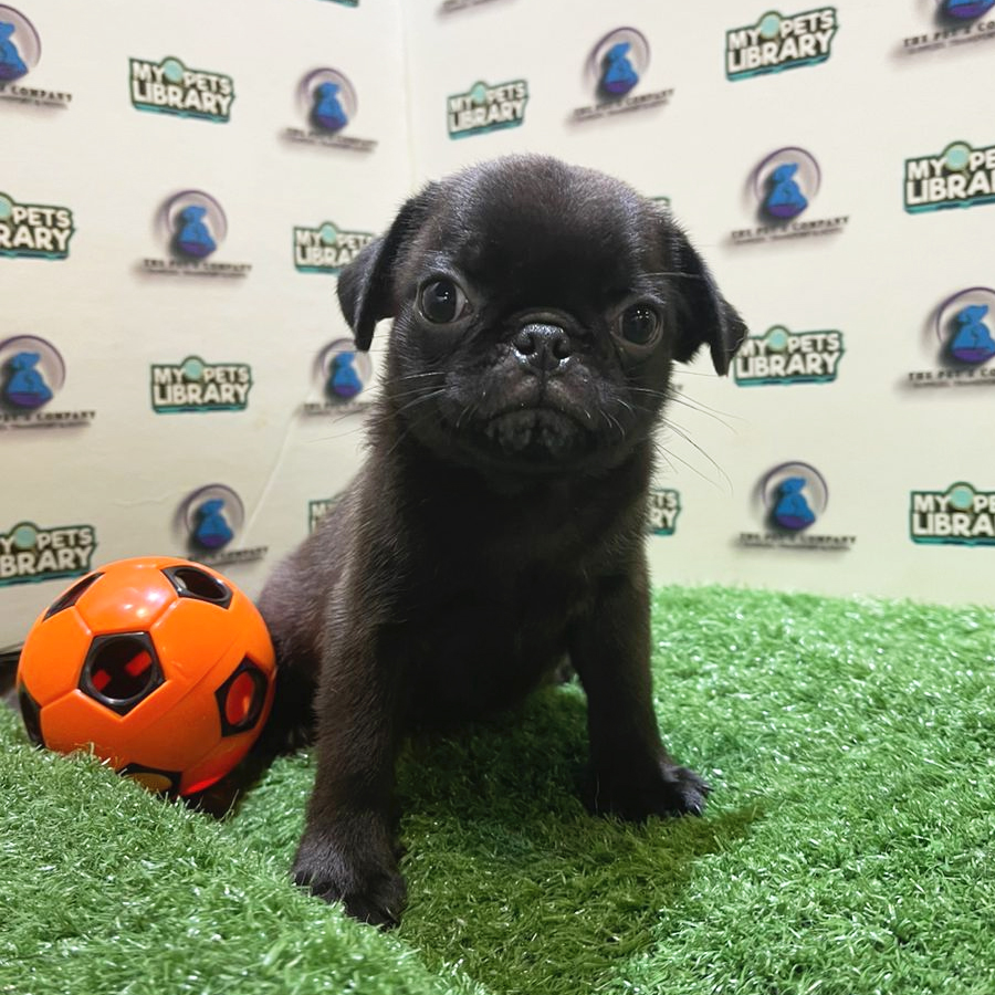 Pug Puppy (Male) For Sale