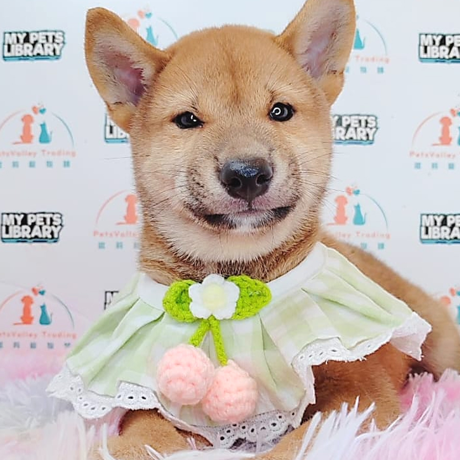 Shiba Inu Puppy (Male) For Sale