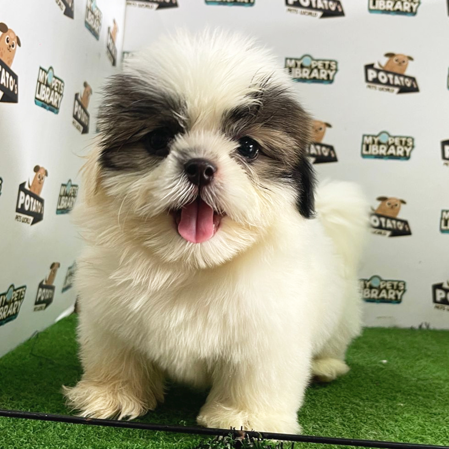 Shih Tzu Puppy (Male) For Sale