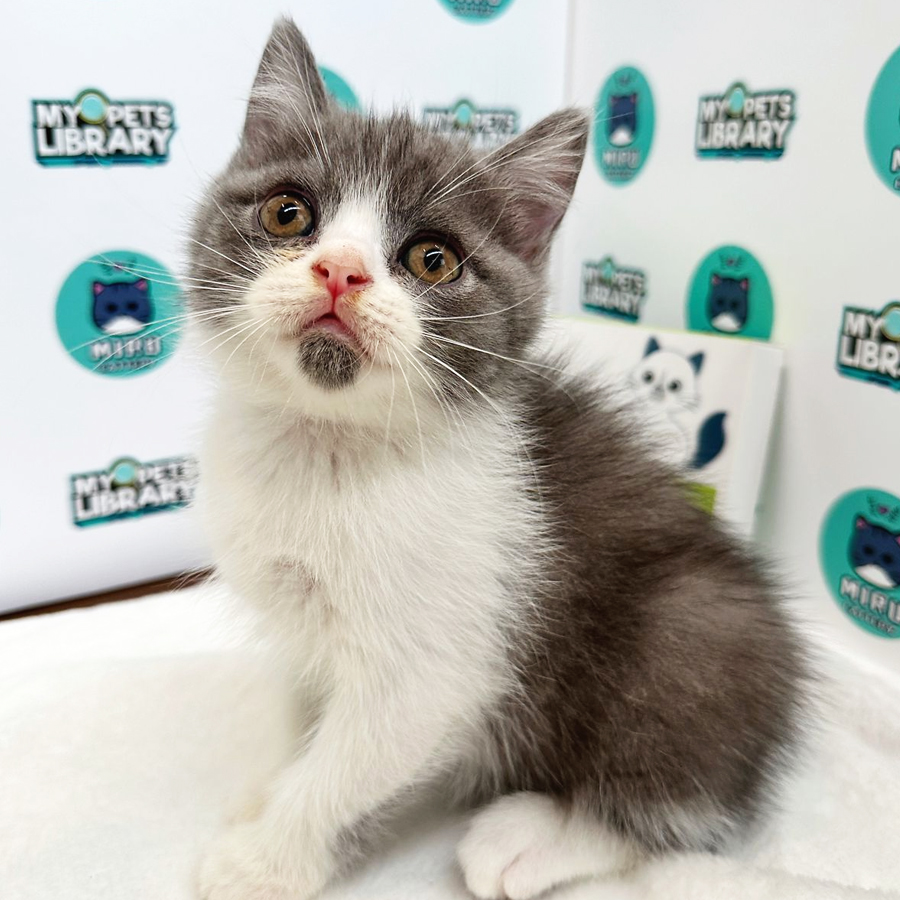 British Shorthair Kitten (Male) For Sale