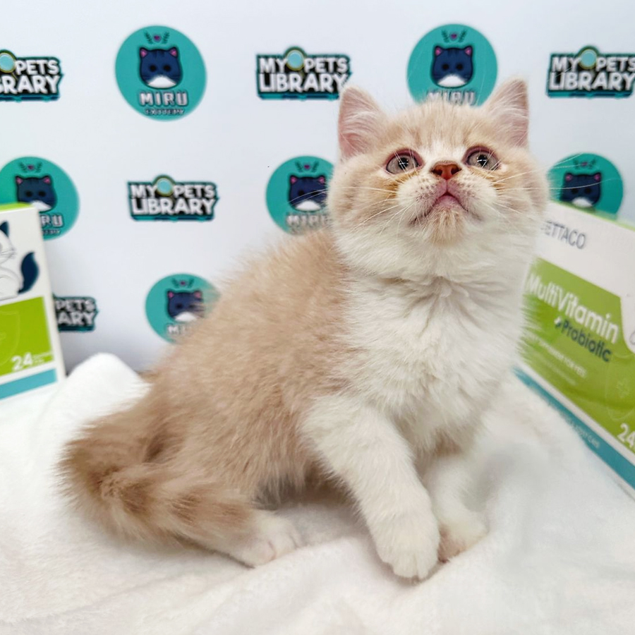 British Shorthair Kitten (Male) For Sale