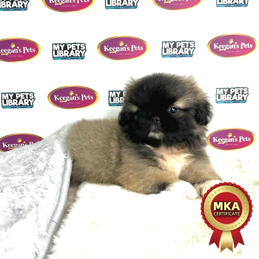 MKA Pekingese Puppy (Male) For Sale
