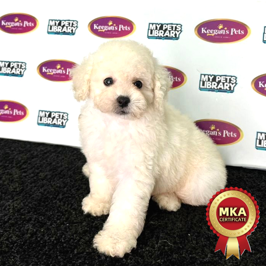 MKA Toy Poodle Puppy (Female) For Sale