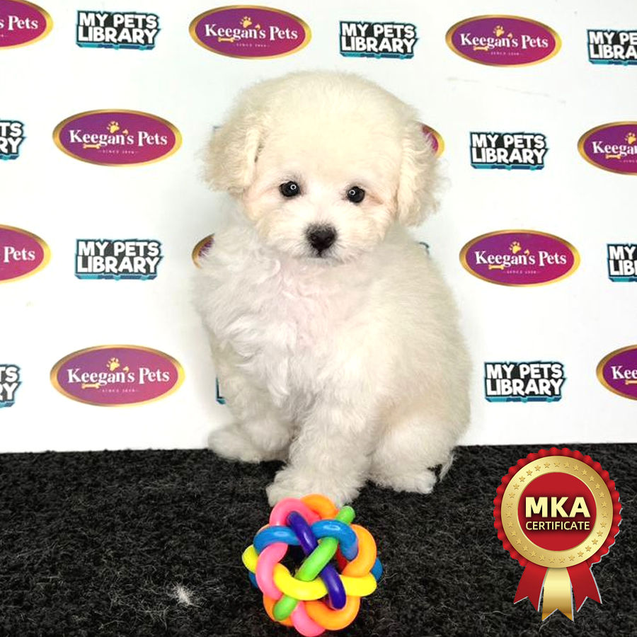 MKA Toy Poodle Puppy (Female) For Sale