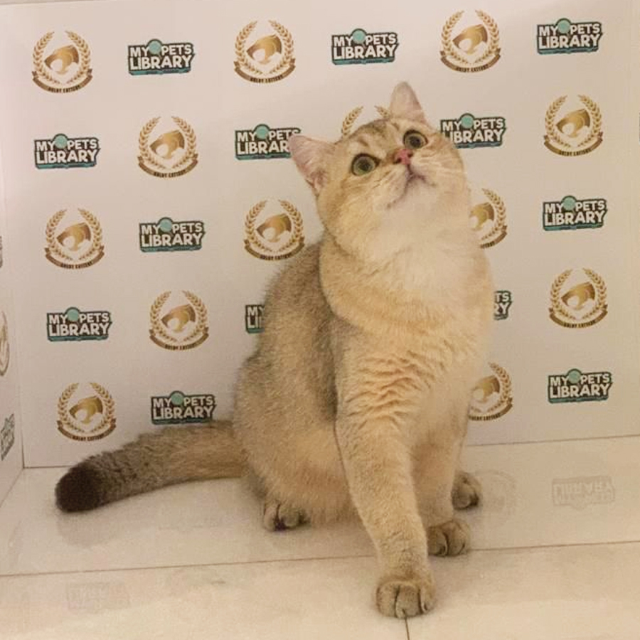 British Shorthair Kitten (Male) For Sale