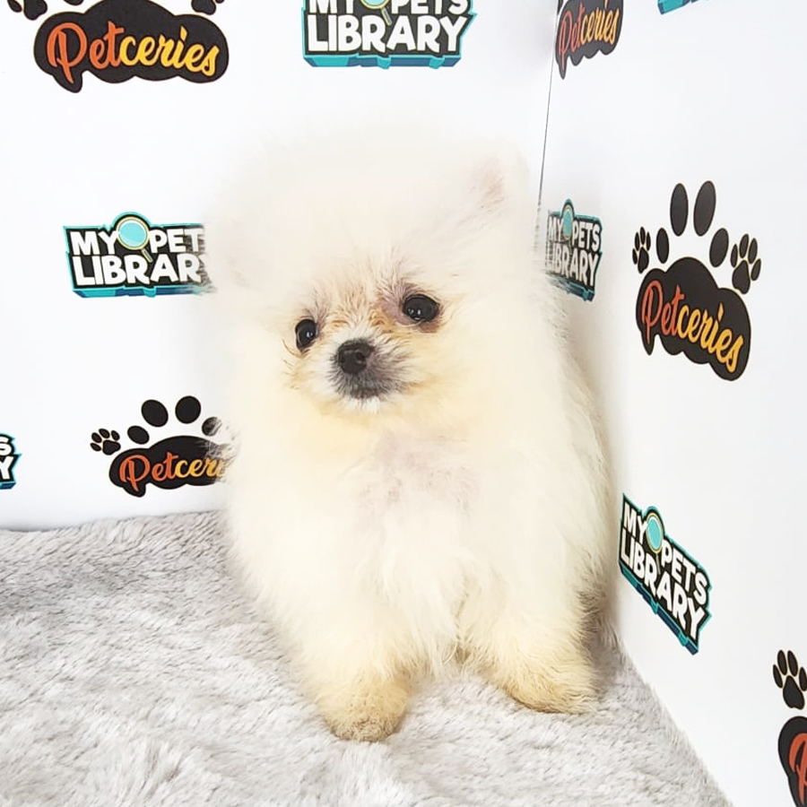Pomeranian Puppy (Female) For Sale
