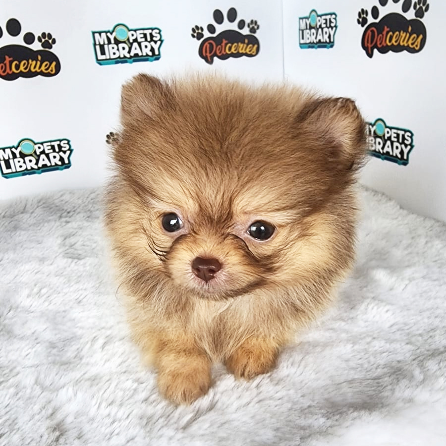 Pomeranian Puppy (Female) For Sale