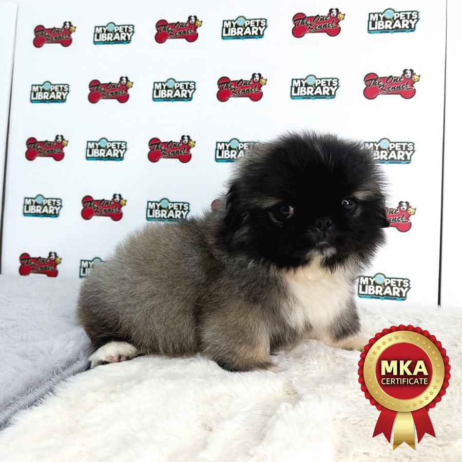 MKA Pekingese Puppy (Male) For Sale