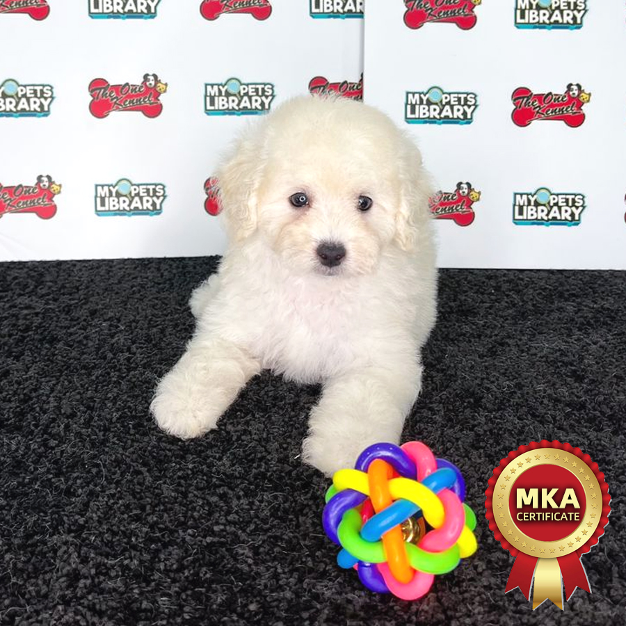 MKA Toy Poodle Puppy (Male) For Sale