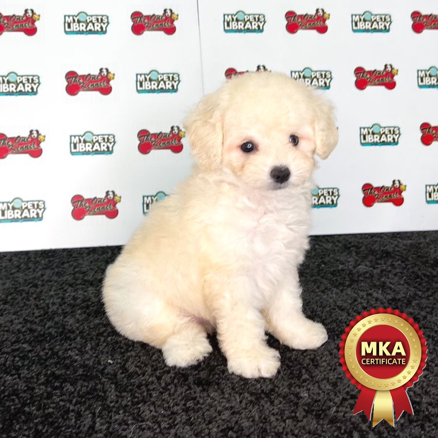 MKA Toy Poodle Puppy (Female) For Sale