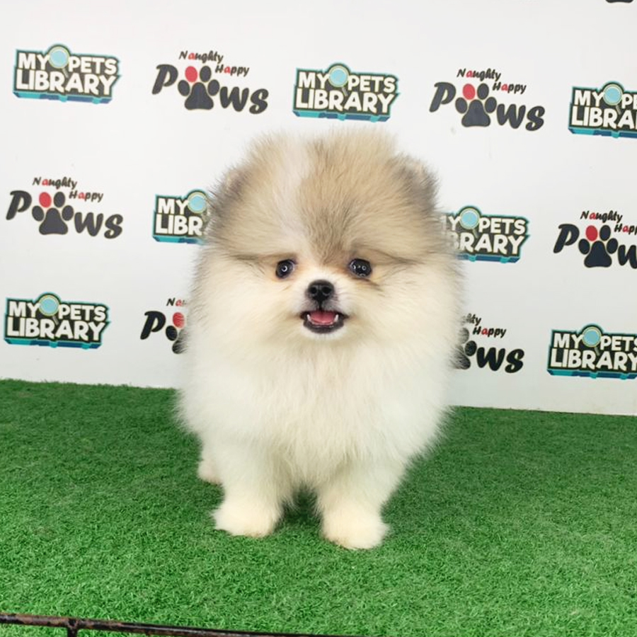 Pomeranian Puppy (Female) For Sale