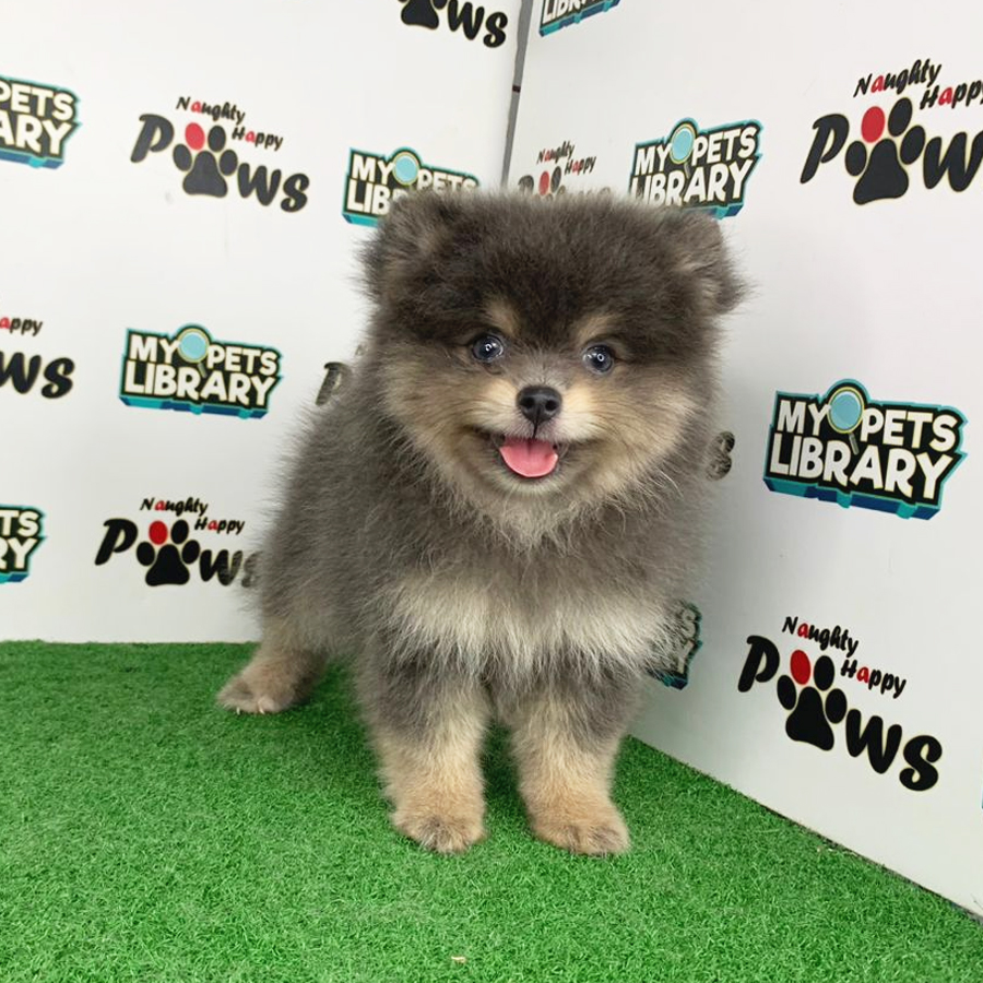 Pomeranian Puppy (Female) For Sale