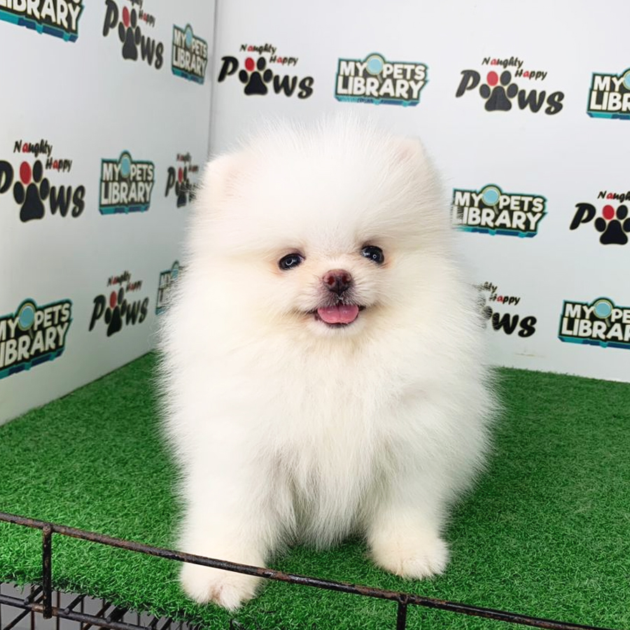 Pomeranian Puppy (Female) For Sale