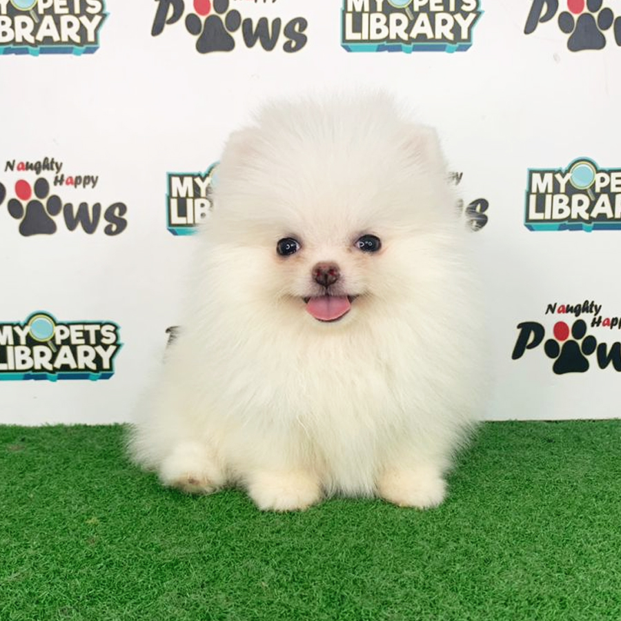 Pomeranian Puppy (Female) For Sale