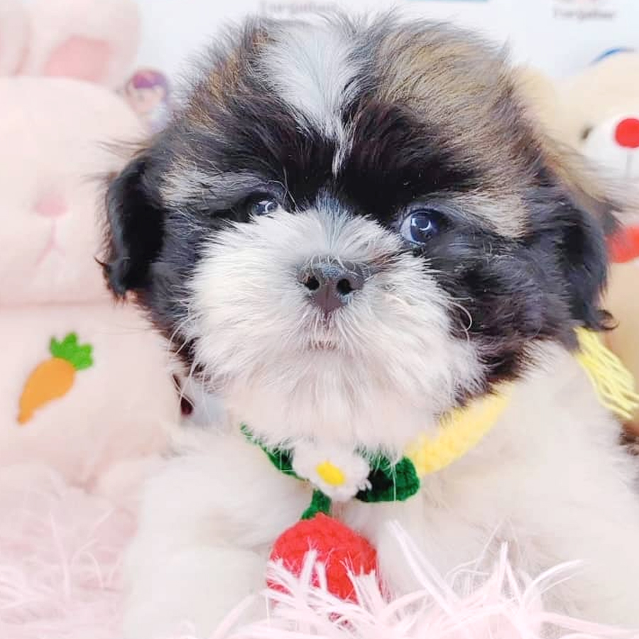 Shih Tzu Puppy (Male) For Sale