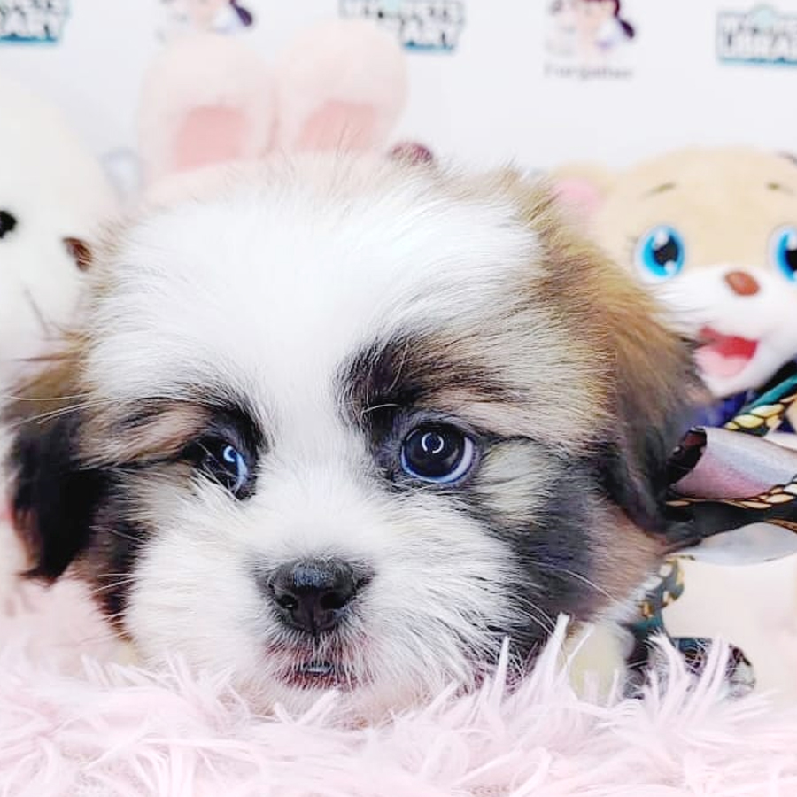 Shih Tzu Puppy (Male) For Sale