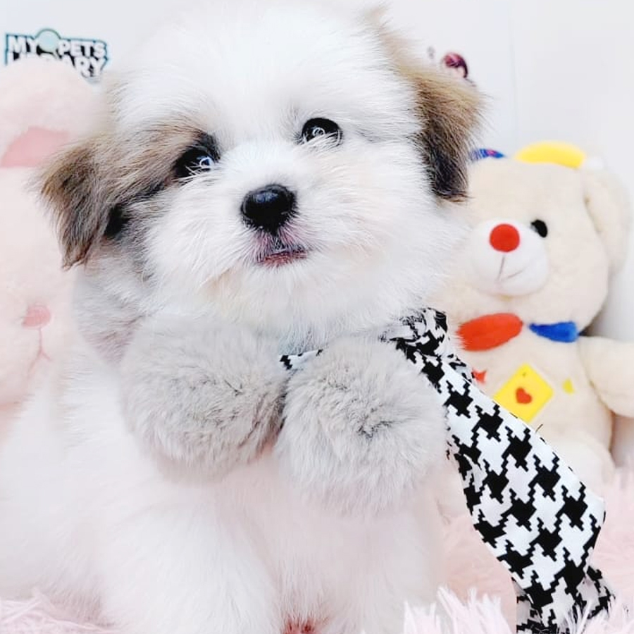 Shih Tzu Puppy (Male) For Sale