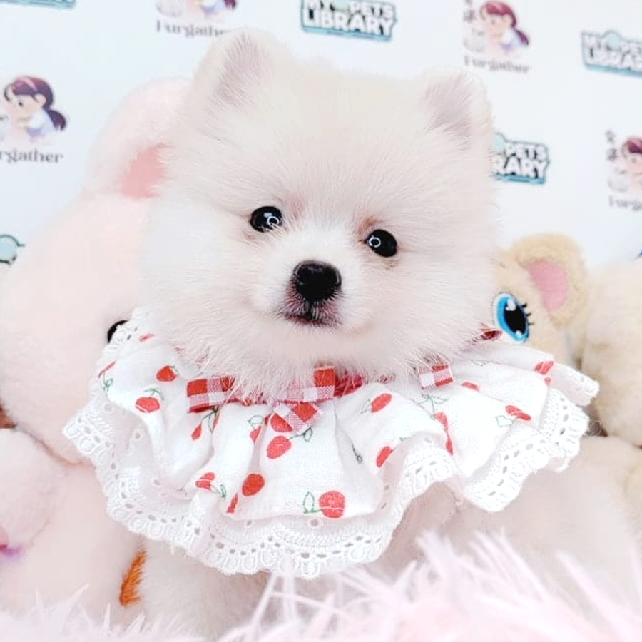 Pomeranian Puppy (Male) For Sale