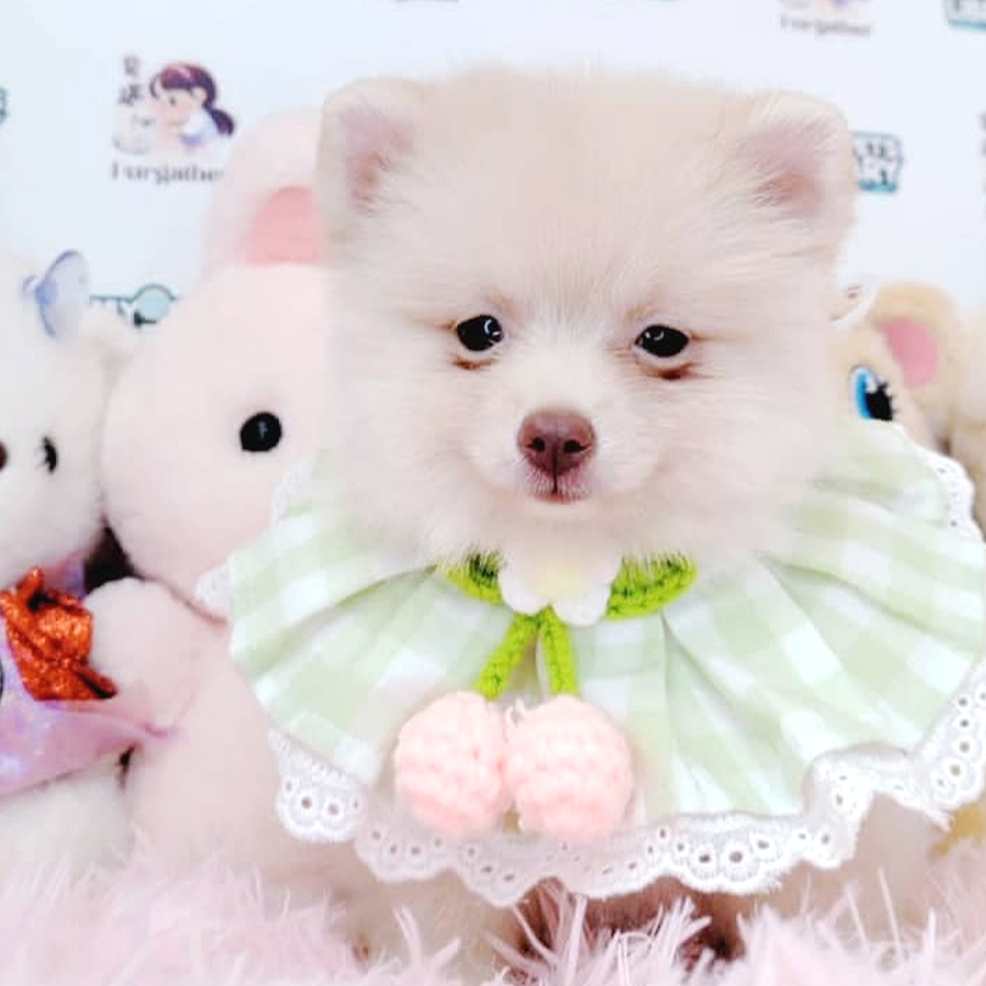 Pomeranian Puppy (Female) For Sale