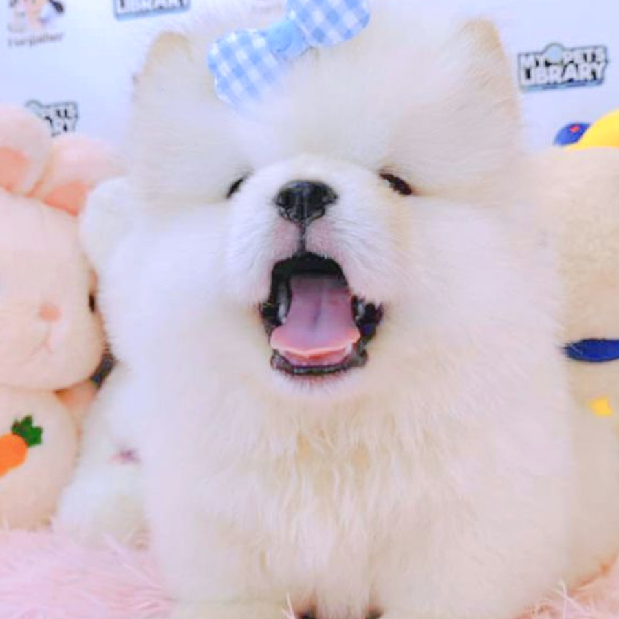 Chow Chow Puppy (Female) For Sale