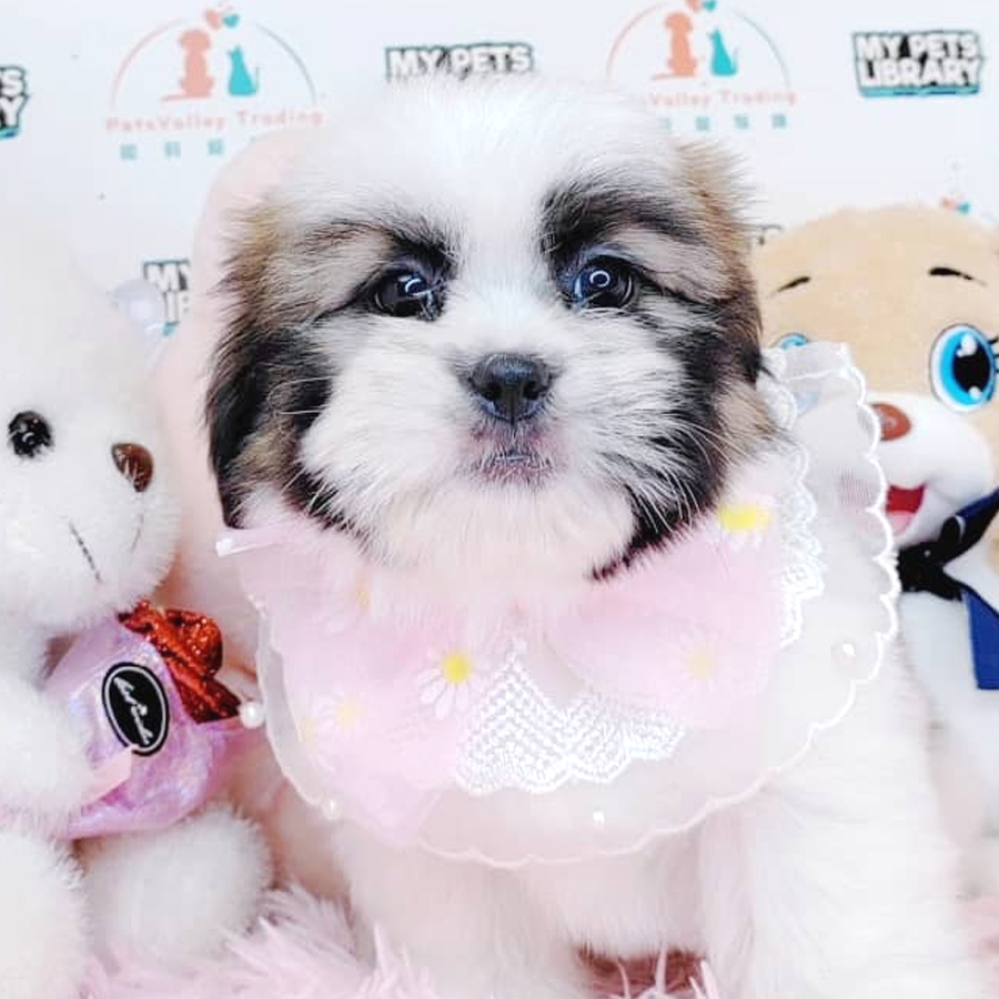 Shih Tzu Puppy (Male) For Sale
